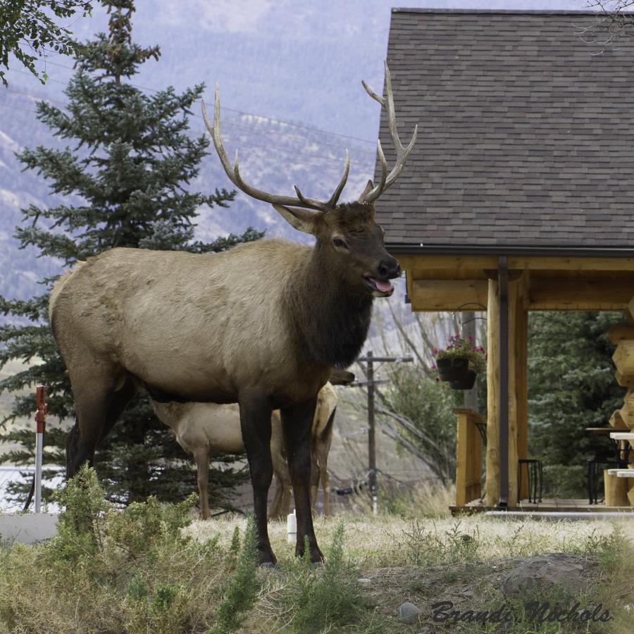 The Roosevelt Hotel - Yellowstone Gardiner Εξωτερικό φωτογραφία