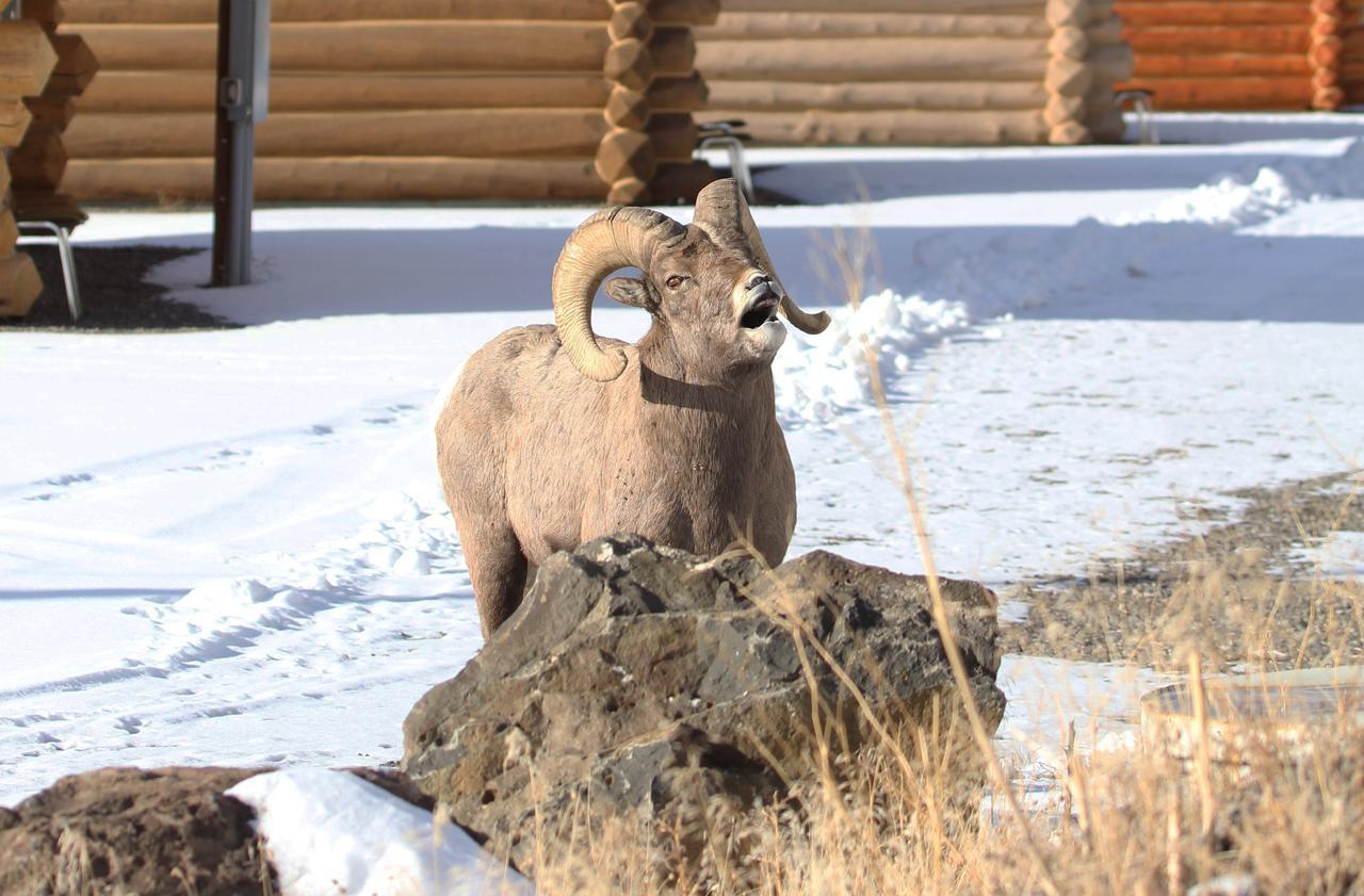 The Roosevelt Hotel - Yellowstone Gardiner Εξωτερικό φωτογραφία